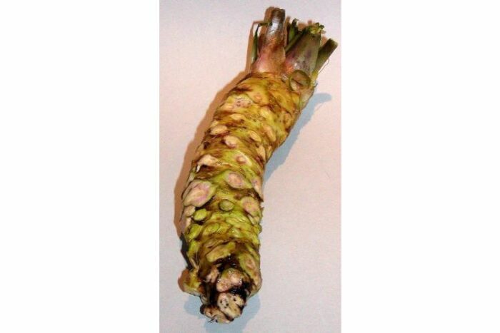 Frischer Wasabi aus Japan ein unvergleichlicher Genuss