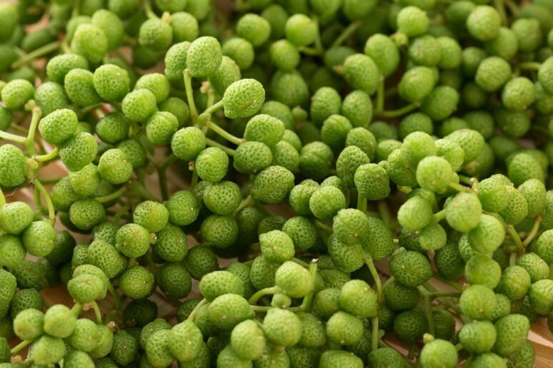 sansho beeren