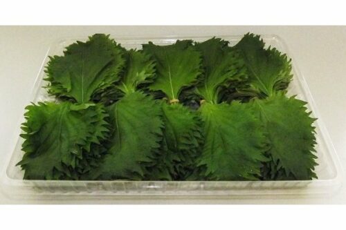 shiso
