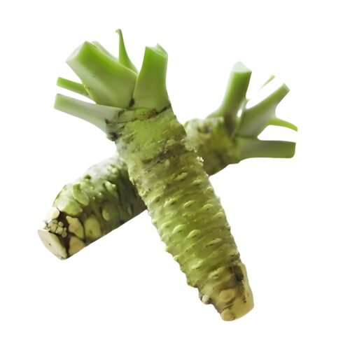 frischer wasabi zwei rizome
