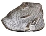 platte ishi von der breiten seite