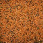 shichimi togarashi auf tellerchen gestreut