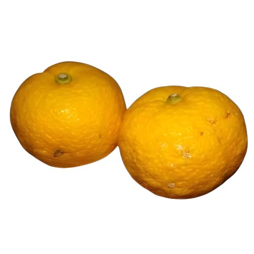 frische yuzu früchte